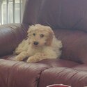 Cockapoo for sale-2