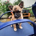 I am selling a chuawa and terrier mixed dog,he looks like a chuawa but has a terriers coat-2