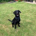 Black labrador retriever-5