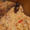 Two male gerbils for adotpion-3