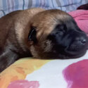 3/4 bred Belgian malinois -3