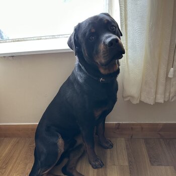 Lovely male Rottweiler 