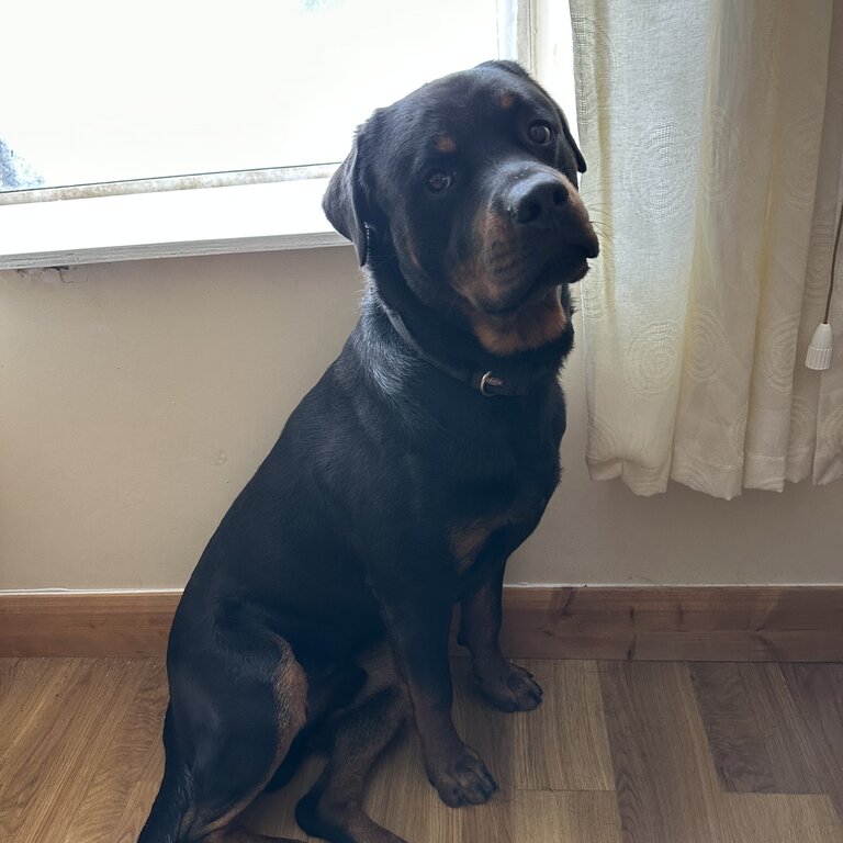 Lovely male Rottweiler 