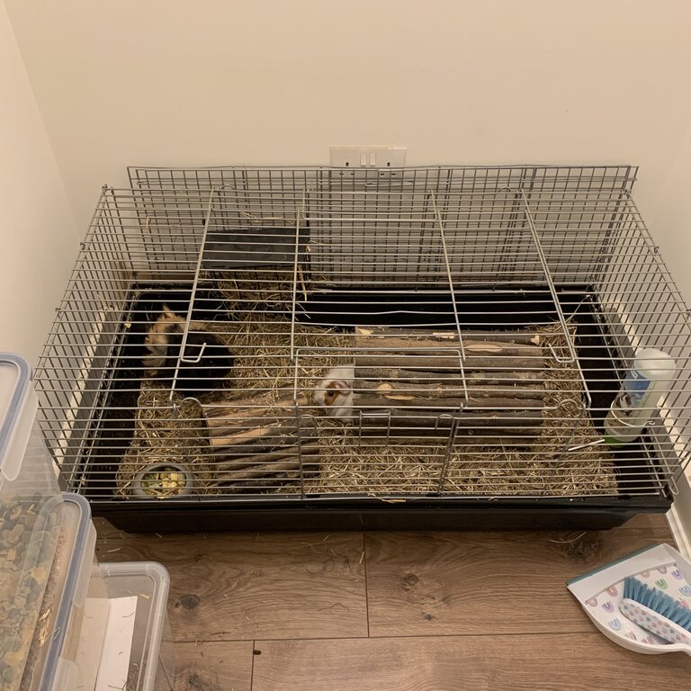 2 female Guinea pigs with cage