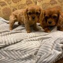 King Charles Cavalier Puppies-0