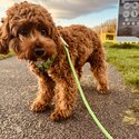 Cavapoo for sale-0