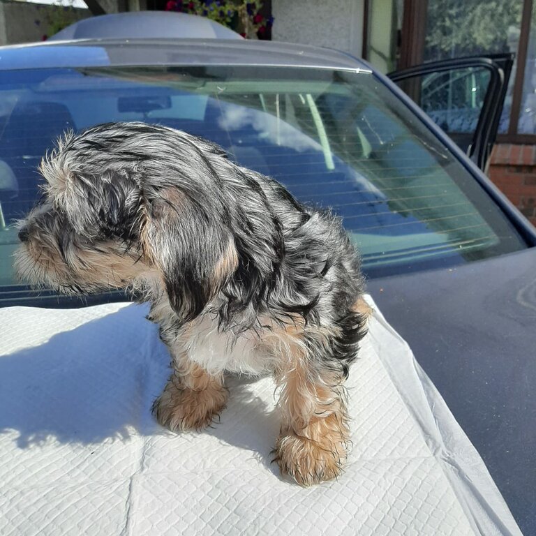 yorkshire terrier