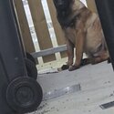 Belgian malinois -0