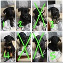 5 female puppies for sale, Sean 0852646581-1