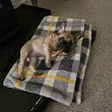 French Bulldog pup for sale -3