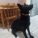 Black German Shepard-3