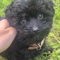 Maltipoo puppy for sale-0