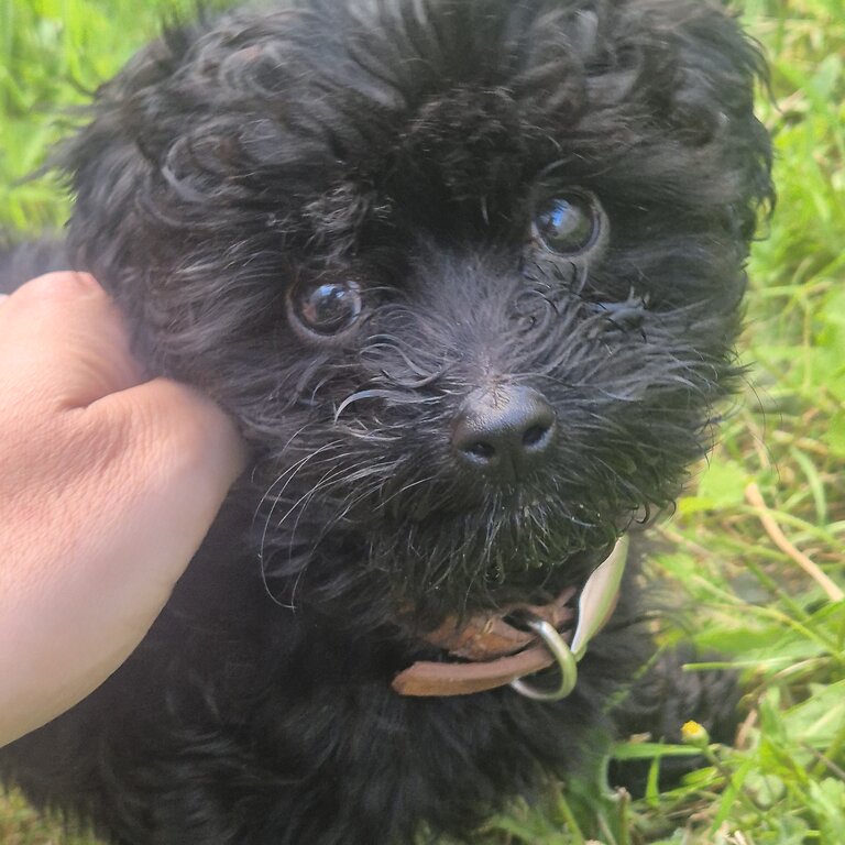 Maltipoo puppy for sale