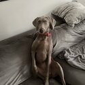 Weimaraner -1