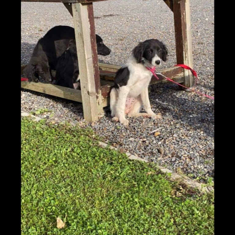 Cocker spaniel x labs