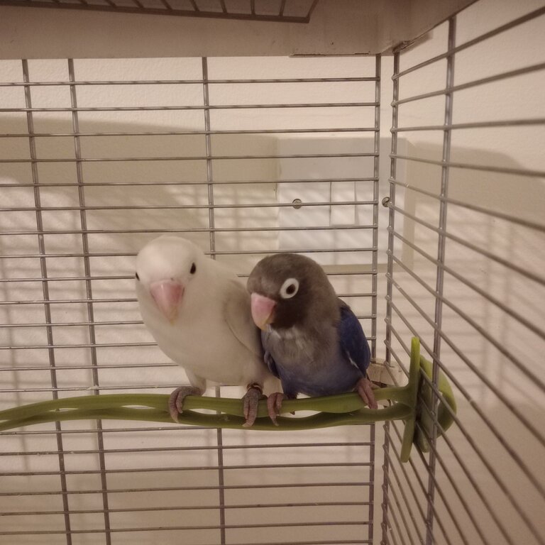 2 love birds 