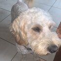 Cockapoo for sale-1