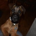 Great Dane x Belgian Malinois-1