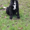 Beautiful labradoodle pups-3