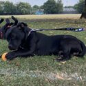 Black Staffordshire Bull Terrier -2