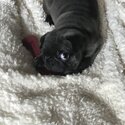 Female pug puppy -0