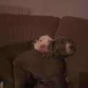 American bulldogs-2