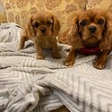 King Charles Cavalier Puppies-1