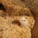 Two male gerbils for adotpion-5