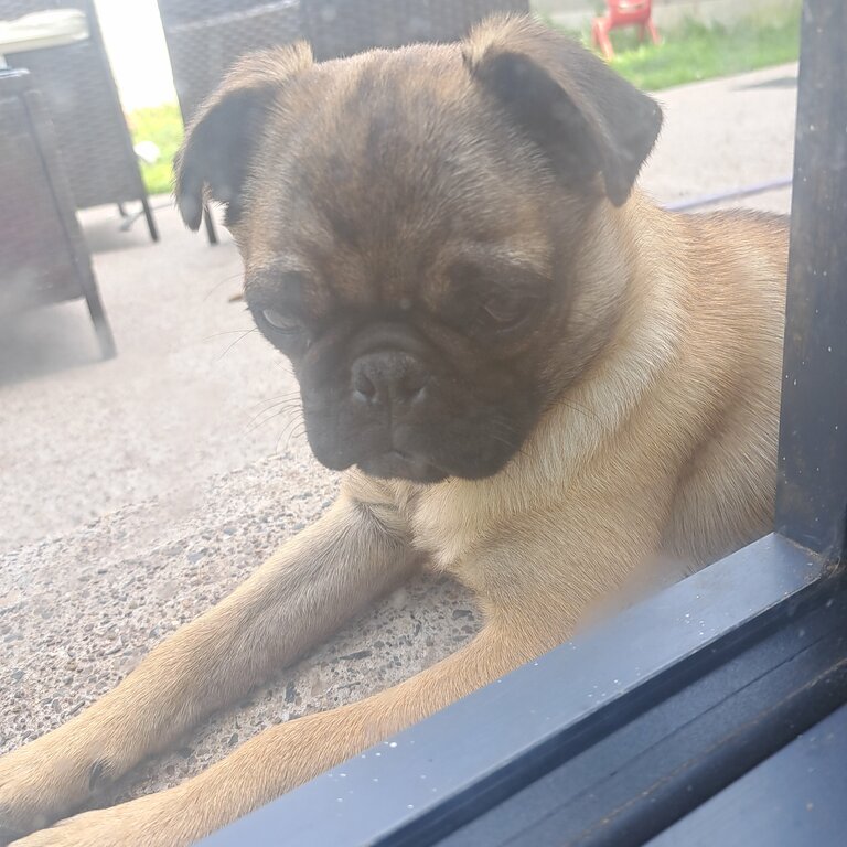 Little pug 4 months old 