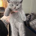 Pedigree British Shorthair kittens-1