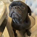 Selling my 6 month old pug -2