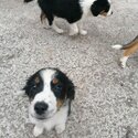 Border collie puppies -2