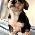 Gorgeous 8 weeks old Jack Russell x Collie-1