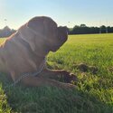 Beautiful DDB French Mastiff -0