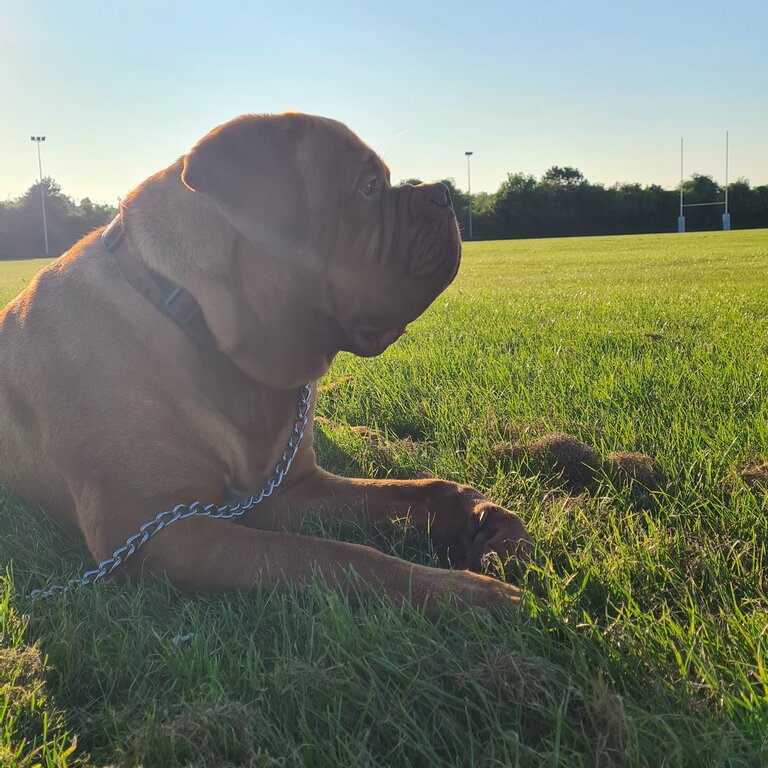 Beautiful DDB French Mastiff 