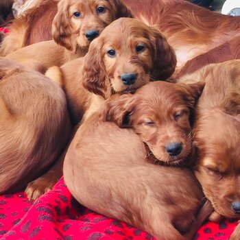 Red setter pups 