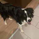 Bordie collie for adoption -1