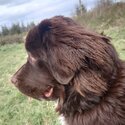 Newfoundland Purebred 8 month Old Female-0