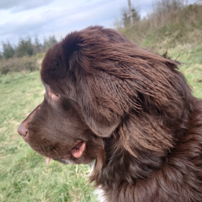 Newfoundland Purebred 8 month Old Female