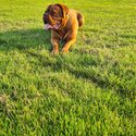 Beautiful DDB French Mastiff -3