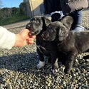 Irish water Spaniel x Bernese mountain dog puppies for sale-1