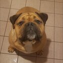 Bulldog mastiff for adoption -4