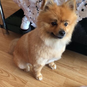 Pomeranian 