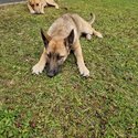 Female German Shepherd Pups-2