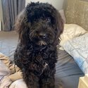 Cockapoo dog -2