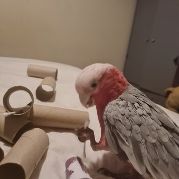 Galah cockatoo 