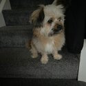 Small dog to be re homed no money -0