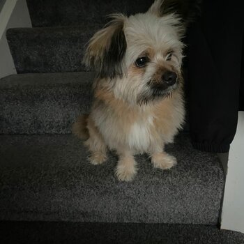 Small dog to be re homed no money 