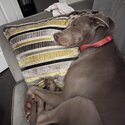 Weimaraner -2