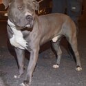 AMERICAN BULLY -2